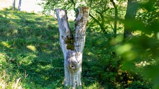 Ein Baumstumpf in der Landschaft. 