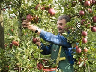 Apfelbaum