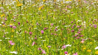 Blumenwiese Blumenwiese