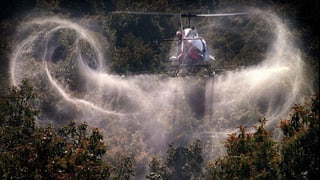 Ein Hubschrauber versprüht Pflanzenschutzmittel über einer Avocado-Plantage in Kalifornien. 