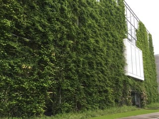Wandbegrünung Wandbegrünung
