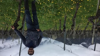 Der Weinbauer steht zwischen den Blumen und den Rebstöcken. Im Hintergrund Berge. Der Weinbauer steht zwischen den Blumen und den Rebstöcken. Im Hintergrund Berge.