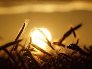 Weizenähren werden von der untergehenden Sonne beleuchtet.