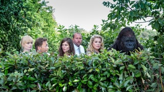 Mehrere Menschen und ein Gorilla schauen aus dem Gebüsch hervor.