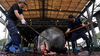 Japaner schlitzen toten Wal auf 
