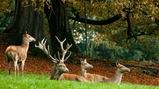 Hirschfamilie im Gras