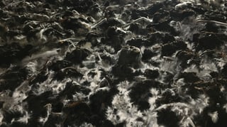 Weissliches Mycelium wächst aus Erde und Substrat. Weissliches Mycelium wächst aus Erde und Substrat.