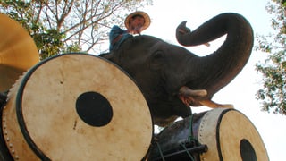 Elefant schlägt mit seinen Rüssel die Trommel.