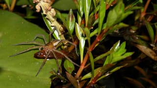 Minispinne mit einem grossen Fisch. Minispinne mit einem grossen Fisch.