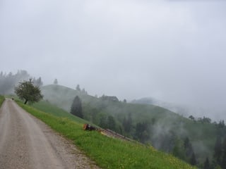 Eine Schotterstrasse führt am Hang entlang, rechts unterhalb eine grüne Wiese mit teils lockerem Baumbewuchs, Nebelschwaden legen sich an den Hang.