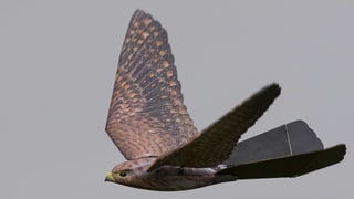 Roboter-Greifvogel. Roboter-Greifvogel.