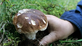 Steinpilz