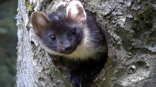 Baummarder schaut aus einer Baumhöhle.