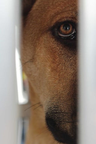Hund sieht durch Gitterstäbe hindurch Hund sieht durch Gitterstäbe hindurch