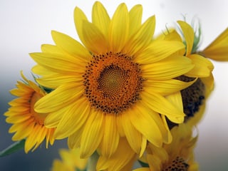 Sonnenblumenkerne enthalten hochwertige Fettsäuren.