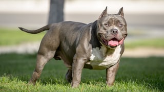 American Bully American Bully