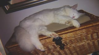 Weisse Langhaar-Katze schläft auf einer Truhe.