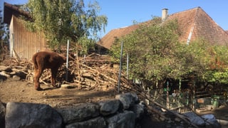 Tiergehege, dahinter ein Bauernhaus Tiergehege, dahinter ein Bauernhaus