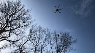 Drohne in der Luft neben Bäumen