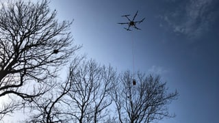Drohne in der Luft neben Bäumen Drohne in der Luft neben Bäumen