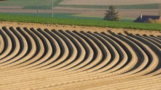 Die Kartoffelfurchen auf dem Ackerfeld zeigen ein schönes und schwungvolles Bild. Die Kartoffelfurchen auf dem Ackerfeld zeigen ein schönes und schwungvolles Bild.