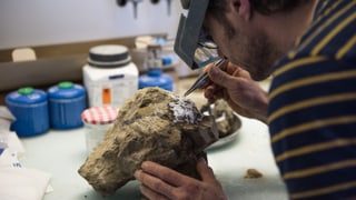 Bernasconi arbeitet an einem Fossil. Bernasconi arbeitet an einem Fossil.