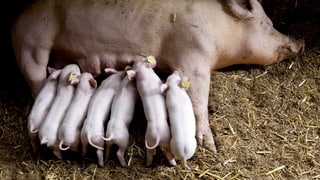Ferkel werden von Sau gesäugt Ferkel werden von Sau gesäugt