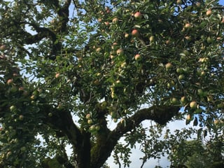 Reich behangener Apfelbaum