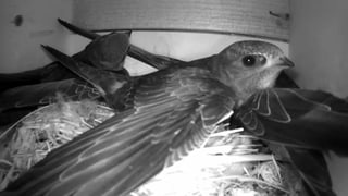 Schwarz-weiss Bild von zwei Mauerseglern im Nistkasten Schwarz-weiss Bild von zwei Mauerseglern im Nistkasten