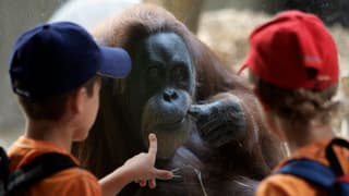 Zwei Kinder betrachten einen Orang Utan. 