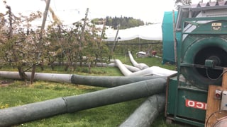 Heugebläse auf Kirschbaumplantage. Heugebläse auf Kirschbaumplantage.