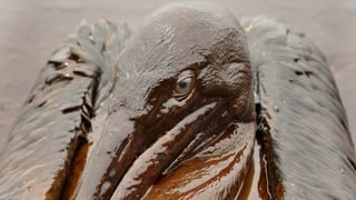 Pelikan nach Ölpest Pelikan nach Ölpest