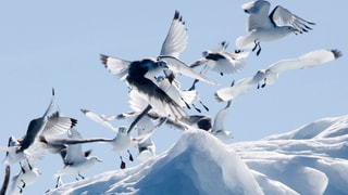 Arktische Vögel auf Schnee