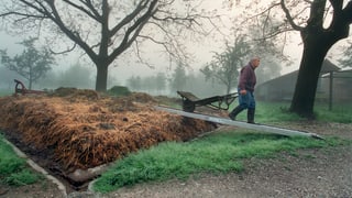 Ein Mann fährt Mist auf den Miststock 