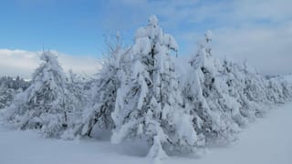 Obstbäume mit viel Schnee.