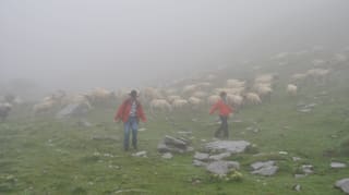 Viel Nebel: Schäfer und Schafe habe einander trotzdem gefunden. 