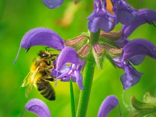 Streitobjekt: Wissenschaftler streiten sich über die Ursachen des Bienensterbens.
