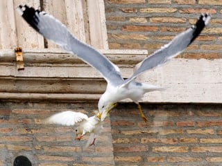 Eine Möwe beisst im Flug in eine Taube.