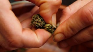 Cannabis