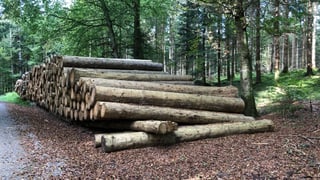 Holzstämme ohne Rinde liegen in einem Wald bereit.