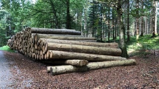 Holzstämme ohne Rinde liegen in einem Wald bereit. Holzstämme ohne Rinde liegen in einem Wald bereit.