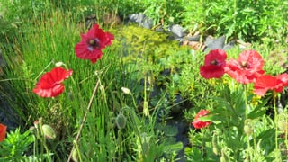 Mohn Mohn