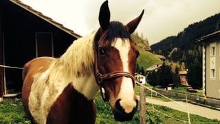 Weissbraune Pferd