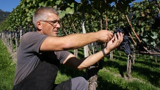 Weinernte
