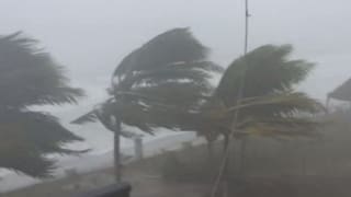 Palmen biegen sich im Sturm