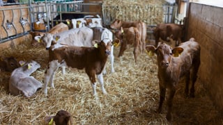 Kälber in einem Stall