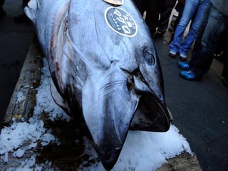 Ein gefangener Pazifischer Blauflossenthunfisch