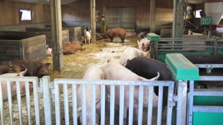 Der Laufstall von Samuel Schwabs Schweinen in Worb. Es sind Aarethal-Duroc-Schweine. Der Laufstall von Samuel Schwabs Schweinen in Worb. Es sind Aarethal-Duroc-Schweine.
