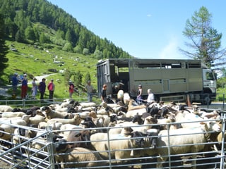 155 Schafe steigen aus einem Lastwagen im Turtmanntal aus.