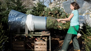 Ein Weihnachtbaum wird «abgetütet»